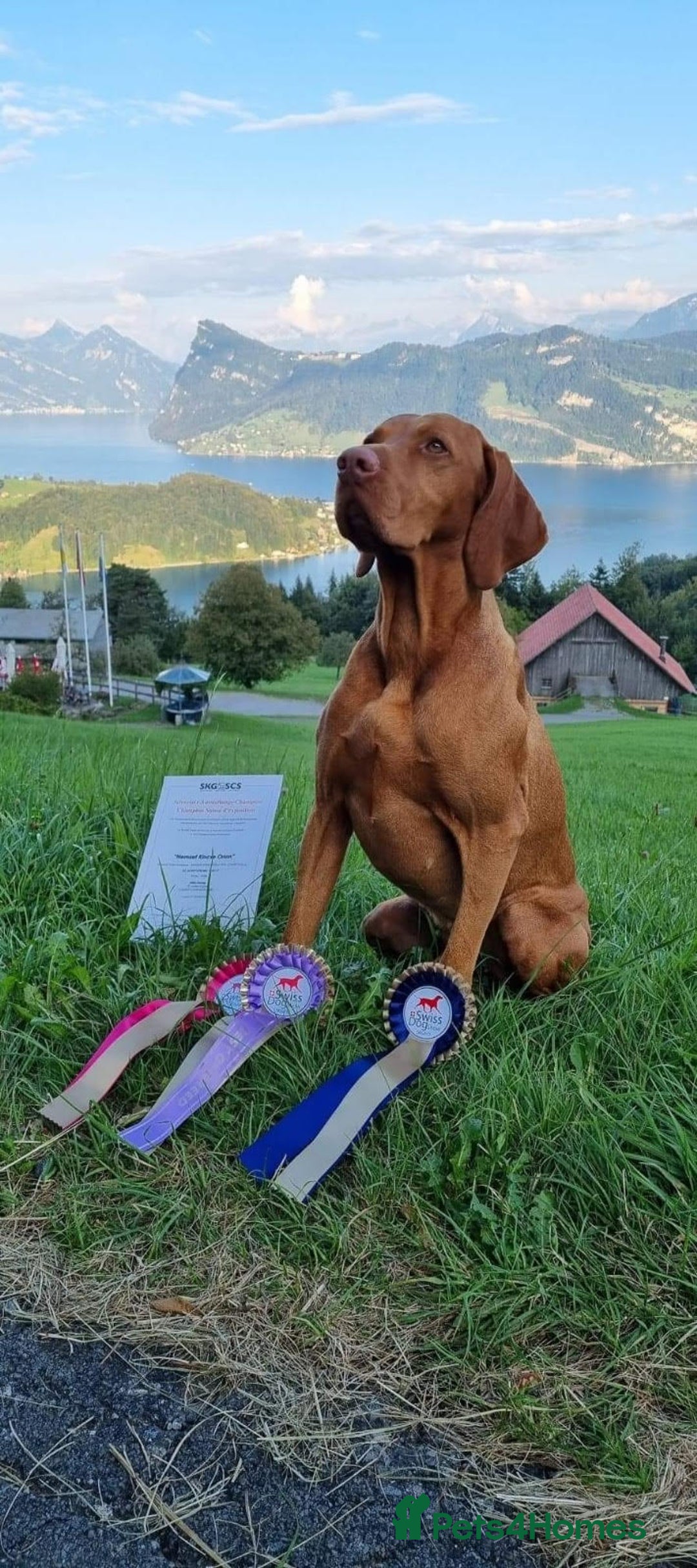 Hungarian Vizsla dogs for sale: Exceptional KC registered Hungarian Vizsla Litter - Image 15