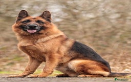 German Shepherd dogs for stud: KC Registered German Shepherd Stud in Stafford - Image 8