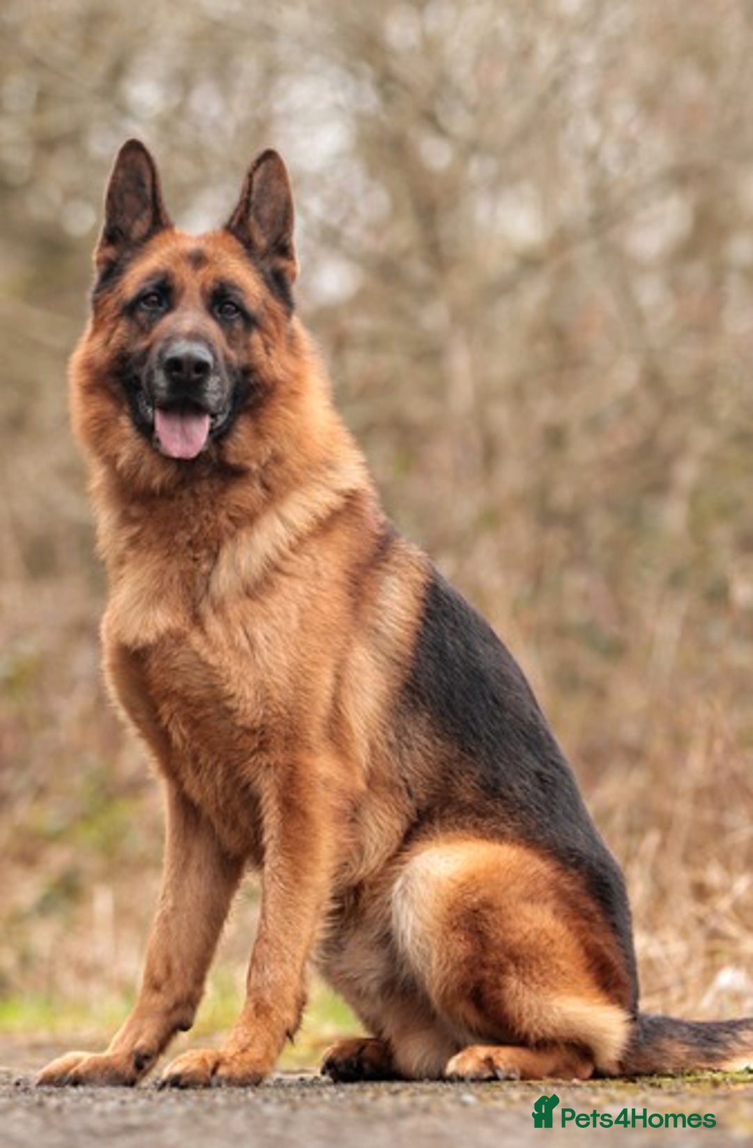 German Shepherd dogs for stud: KC Registered German Shepherd Stud in Stafford - Image 8