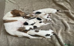 Parson Russell dogs for sale: KC Parsons Russell Puppies - Image 4