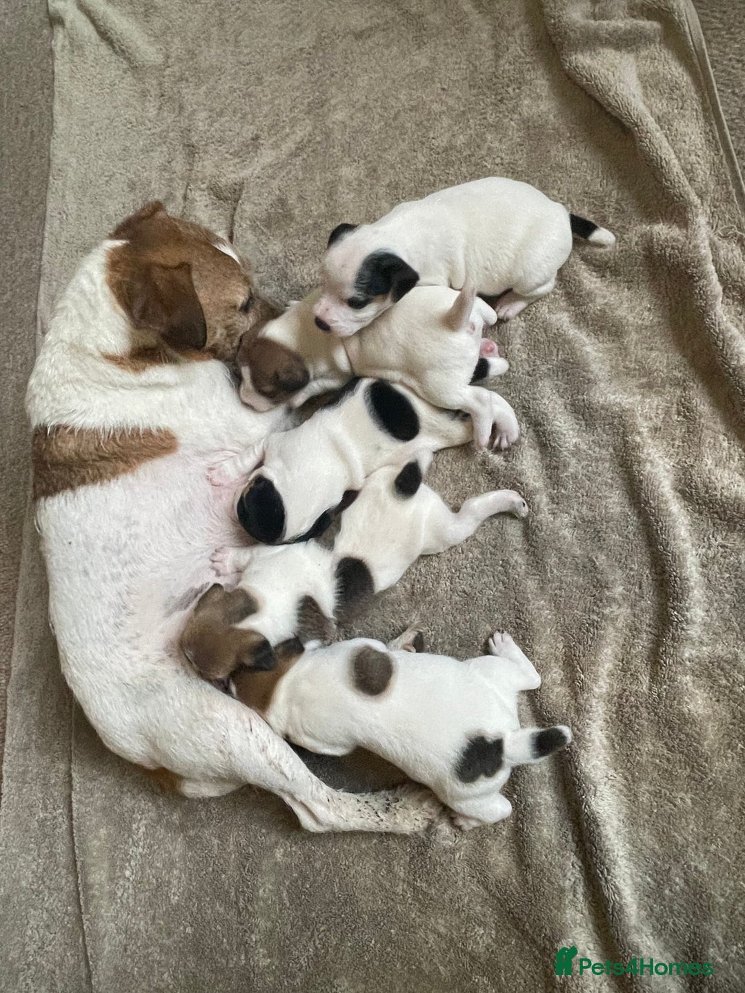Parson Russell dogs for sale: KC Parsons Russell Puppies - Image 4