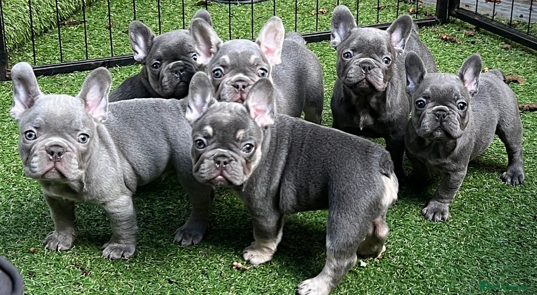 French Bulldog dogs for sale: 7 week old kC French bulldogs - Image 1