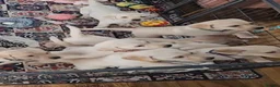 Labrador Retriever dogs for sale: Labrador puppies - Advert 4