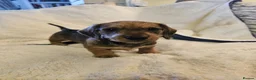 Dachshund dogs for sale: WIRE HAIRED STANDARD DACHSHUNDS  - Advert 7