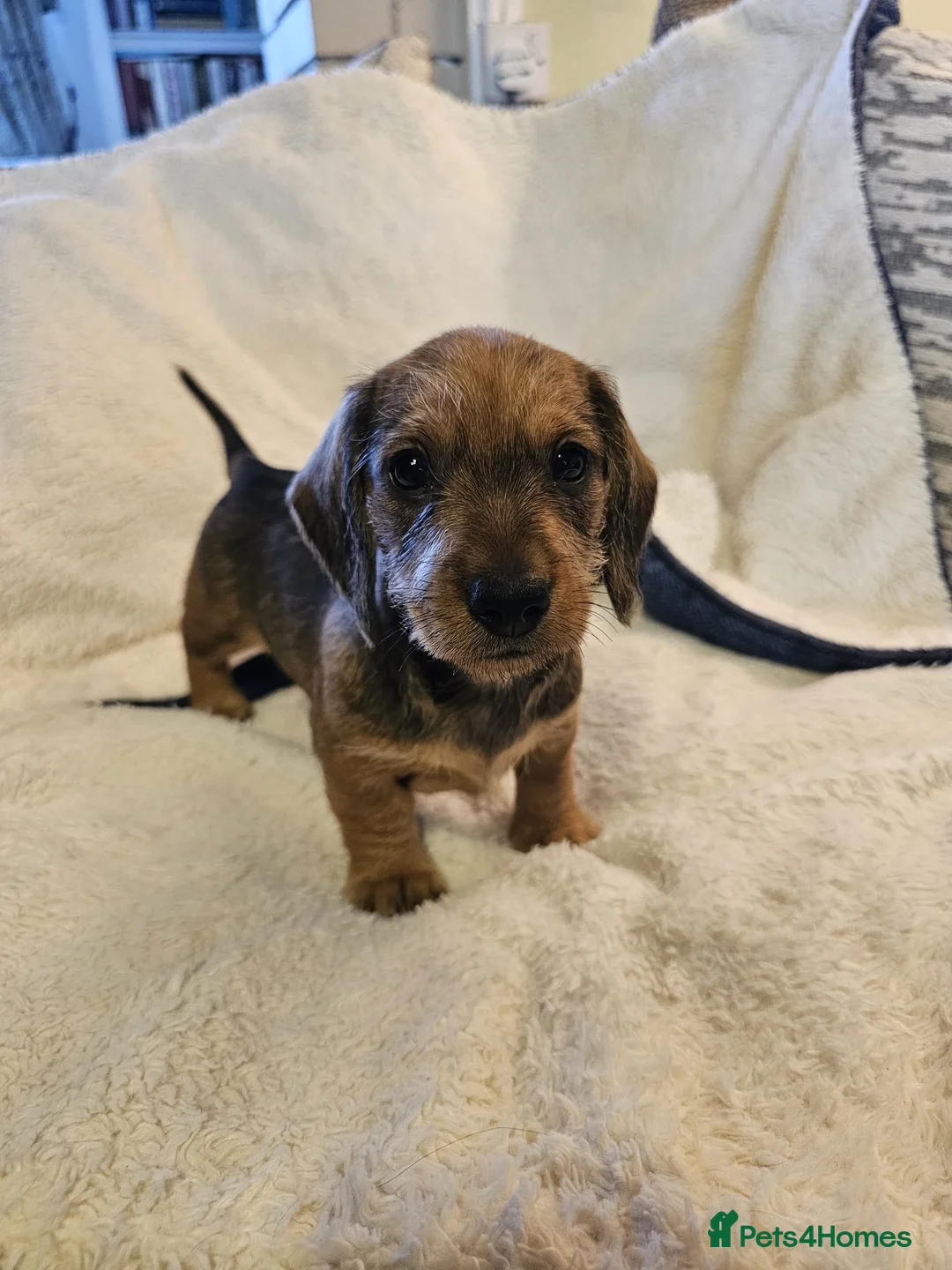 Dachshund dogs for sale: WIRE HAIRED STANDARD DACHSHUNDS  - Advert 1