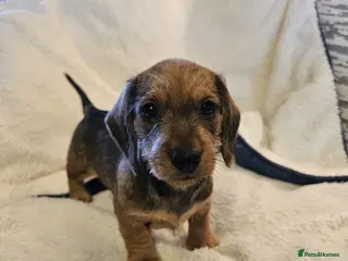 Dachshund dogs WIRE HAIRED STANDARD DACHSHUNDS - Advert 1