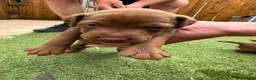Patterdale Terrier dogs for sale: 🐾 WorkingLine Patterdale Terrier Pups– 28th june - Advert 14