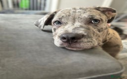 Mixed Breed dogs for sale: American bully / cane Corso puppy for sale - Image 1