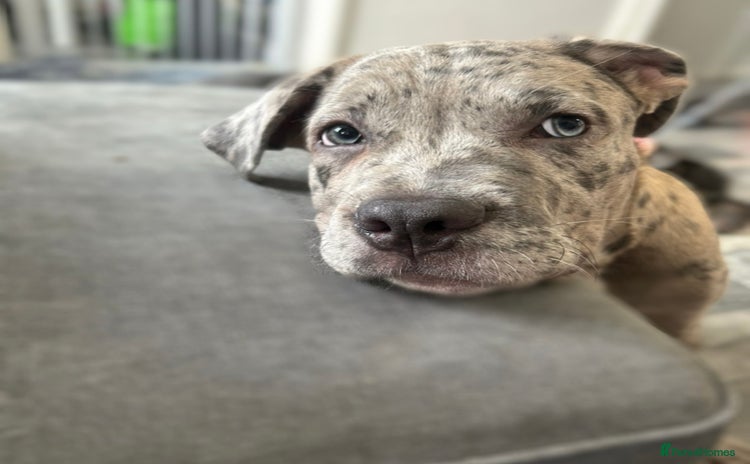 Mixed Breed dogs - Advert 4