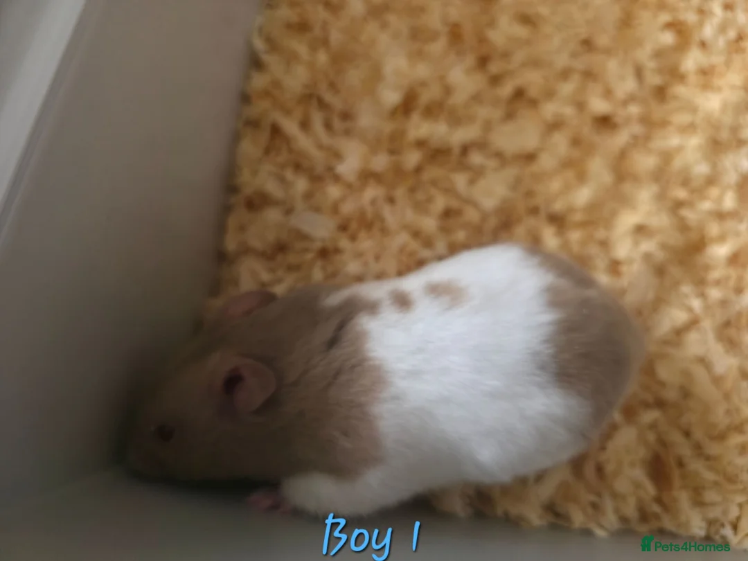 Hamster rodents for sale: Gorgeous Syrian hamsters  - Advert 2