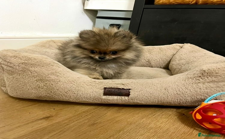 Pomeranian dogs Mini🐻Teddy Bear Face🏆Champion Lines - Advert 2