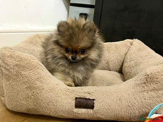 Pomeranian dogs Mini🐻Teddy Bear Face🏆Champion Lines - Advert 5
