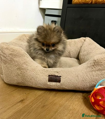 Pomeranian dogs Mini🐻Teddy Bear Face🏆Champion Lines - Advert 2
