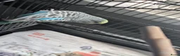 Budgerigars birds for sale: Three 8 month old budgies in Shipley - Advert 16