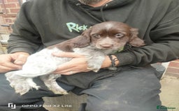 Cocker Spaniel dogs for sale: Working Cocker Spaniel Puppies For Sale - Image 12