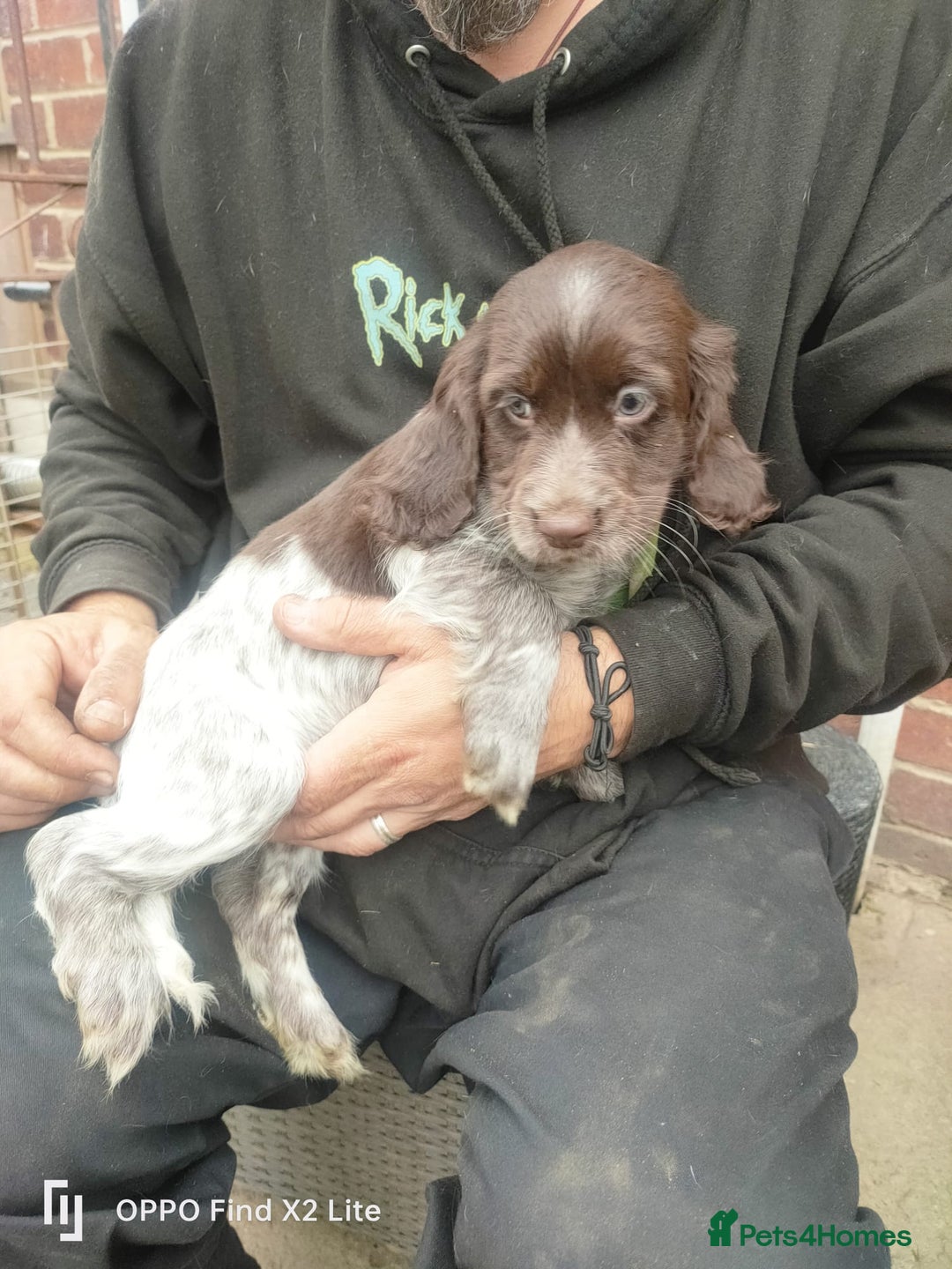 Cocker Spaniel dogs for sale: Working Cocker Spaniel Puppies For Sale - Image 12
