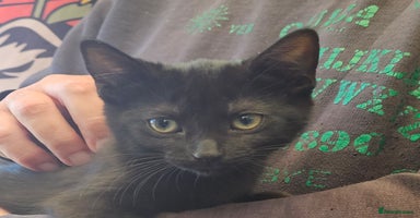 Mixed Breed cats - Advert 6