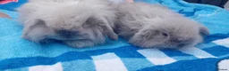 Mini Lop rabbits for sale: Mini lop rabbits  - Advert 2