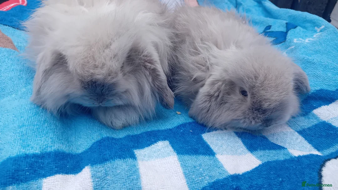 Mini Lop rabbits for sale: Mini lop rabbits  - Advert 2