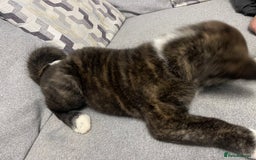 Japanese Akita Inu dogs for sale: Japonese Akita Inu - Advert 9