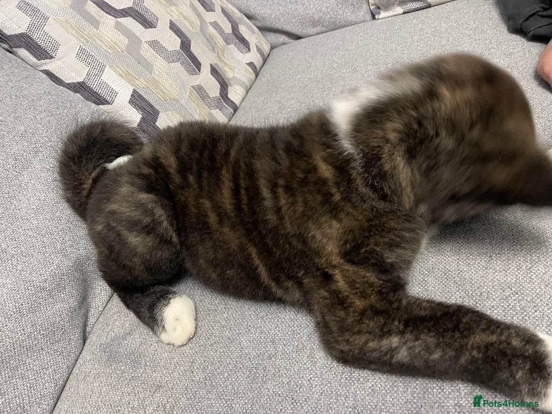 Japanese Akita Inu dogs for sale: Japonese Akita Inu - Advert 9