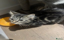 British Shorthair cats for sale: Charming British Shorthair-Siberian Mix kitten - Image 7