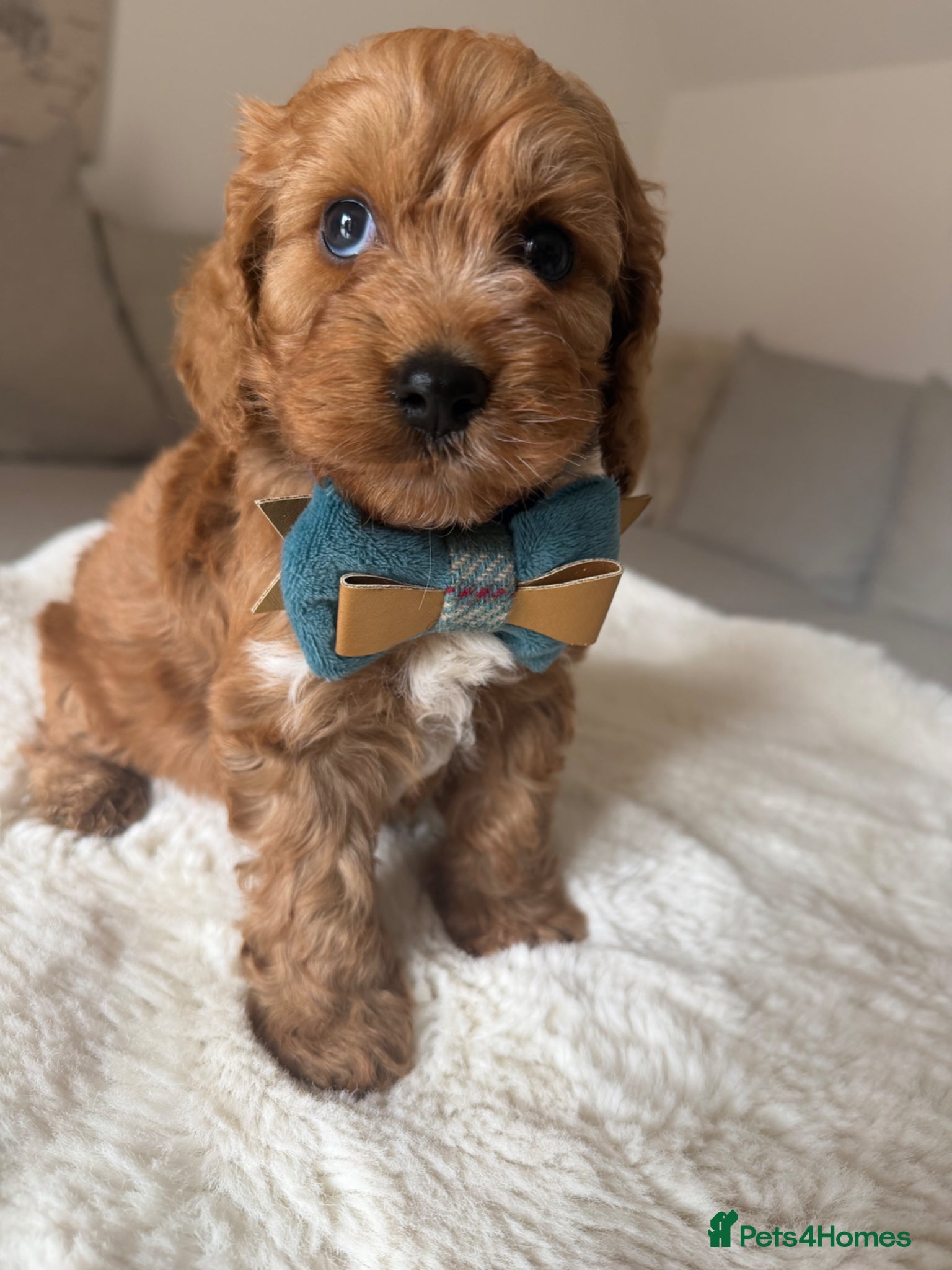 Cockapoo dogs Stunning  F1 Cockapoos PRA Clear Pedigree Parents - Advert 4
