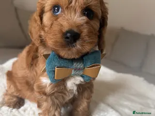 Cockapoo dogs Stunning F1 Cockapoos PRA Clear Pedigree Parents - Advert 4