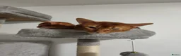 Abyssinian cats for sale: Beautiful abyssinian kitten! - Advert 4