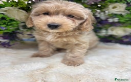 Cockapoo dogs for sale: Beautiful Cockapoo pups looking for forever homes in Treharris - Image 37