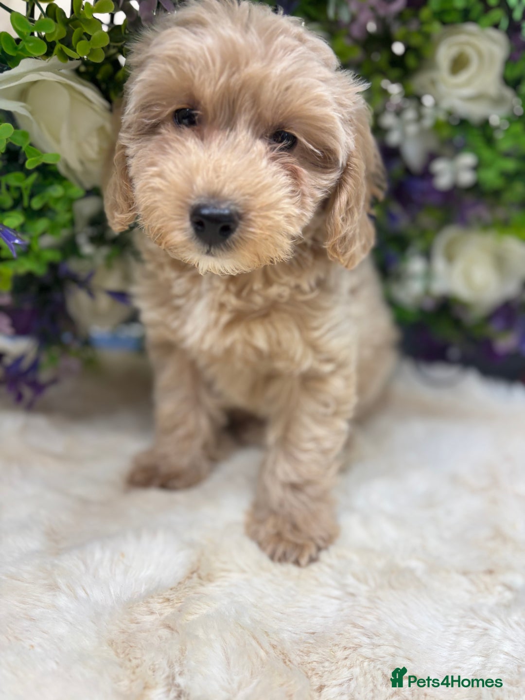 Cockapoo dogs for sale: Beautiful Cockapoo pups looking for forever homes in Treharris - Image 37
