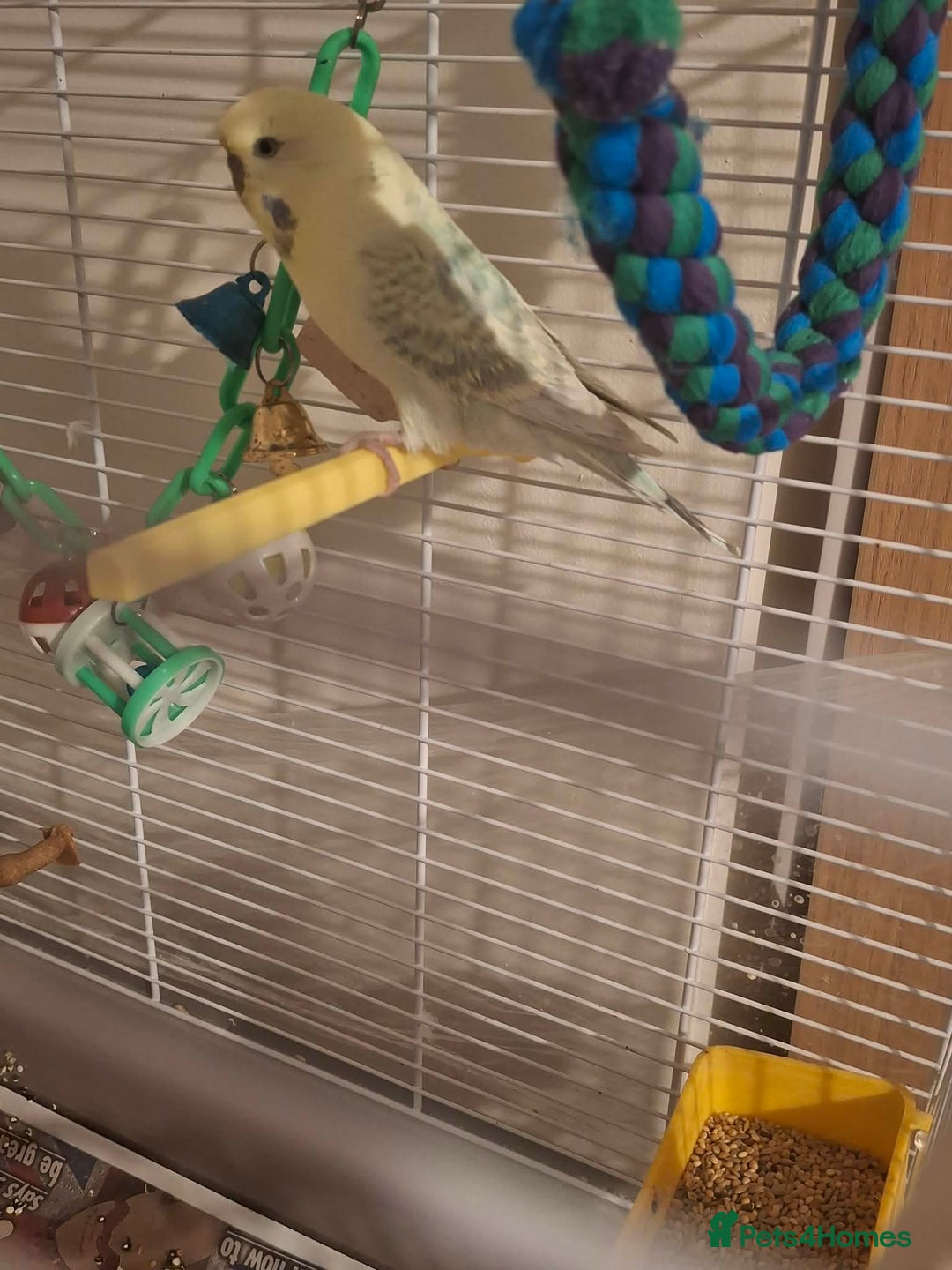 Budgerigars birds for sale: Male budgie with cage and stand  - Advert 2