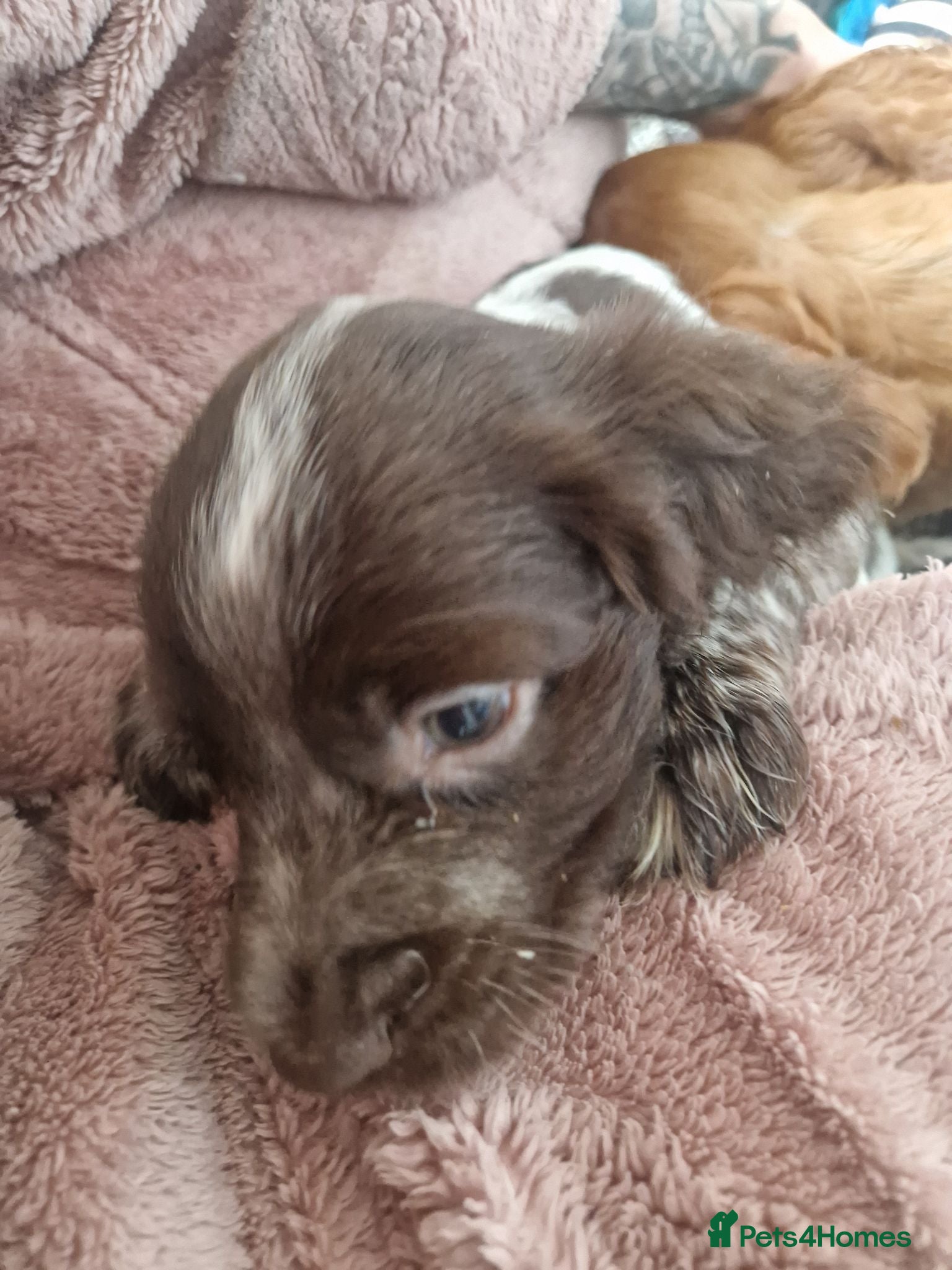 Cocker Spaniel dogs Here are 3 gorgeous cocker spaniel pups  - Advert 1