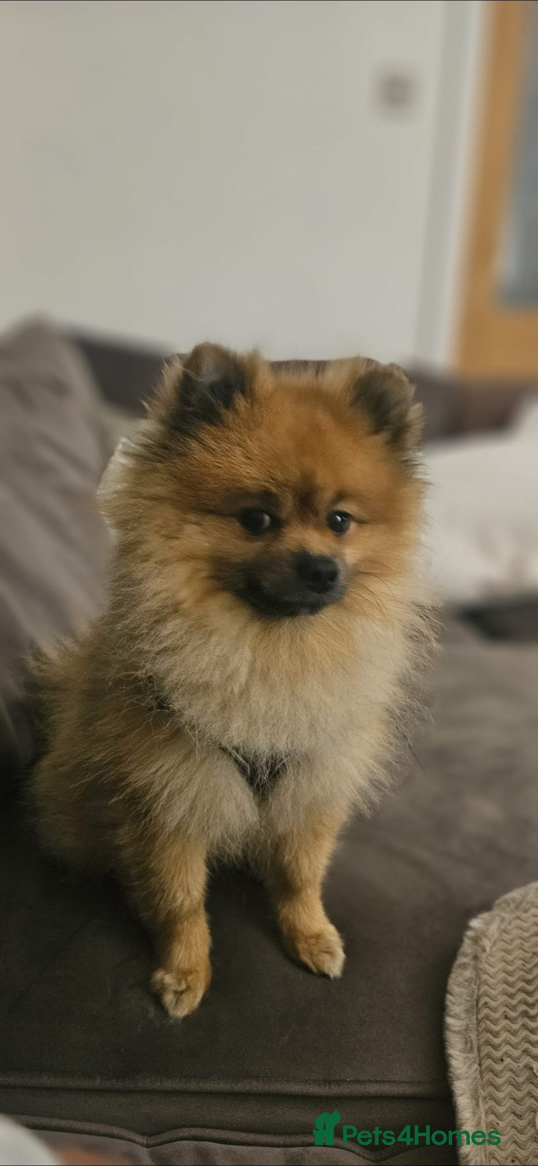 Pomeranian dogs 2 year old Pomeranian (Bambi) - Advert 2