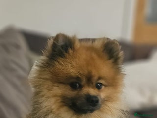 Pomeranian dogs 2 year old Pomeranian (Bambi) - Advert 2