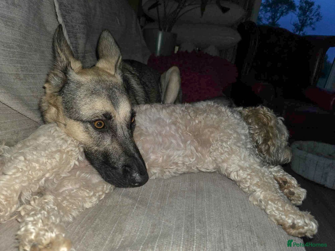 Mixed Breed dogs for adoption: FREYA - Looking for a loving, supportive home. - Image 20