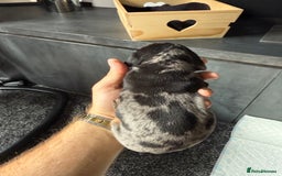 Miniature Dachshund dogs for sale: Miniature Dachshund puppies KC Reg Health tested - Image 19