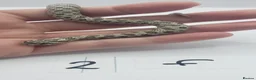 Snake reptiles for sale: Baby Western Hognoses mixed sex and morphs From - Advert 5