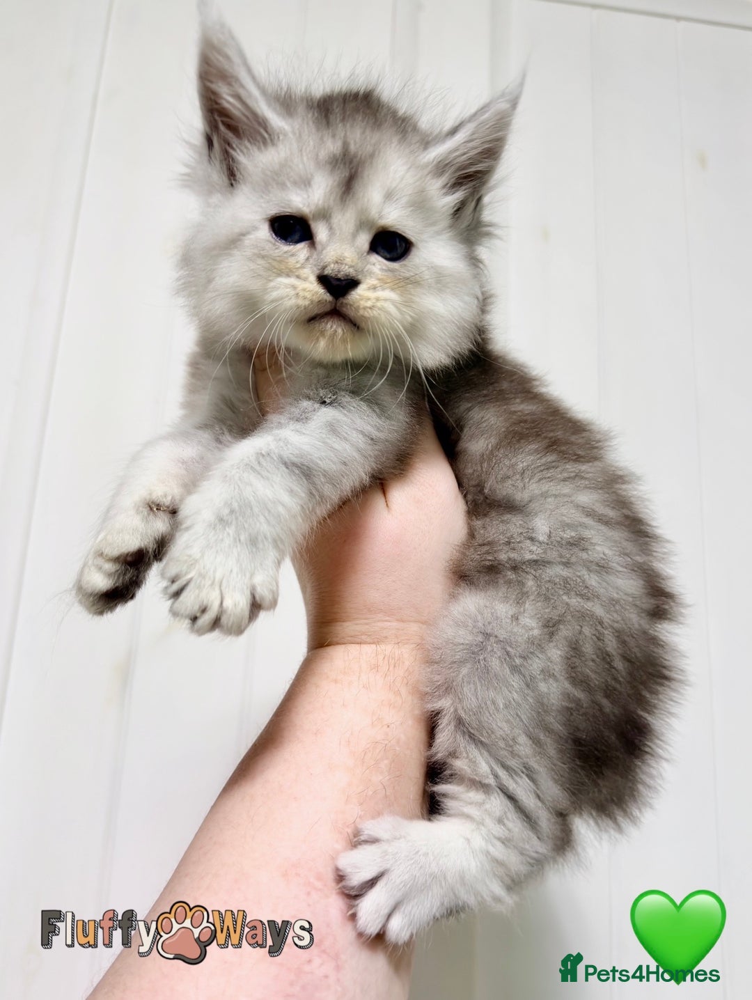 Maine Coon cats for sale: 🐾💠 *TICA REG* SILVER MAINE COON KITTENS 💠🐾 - Advert 3