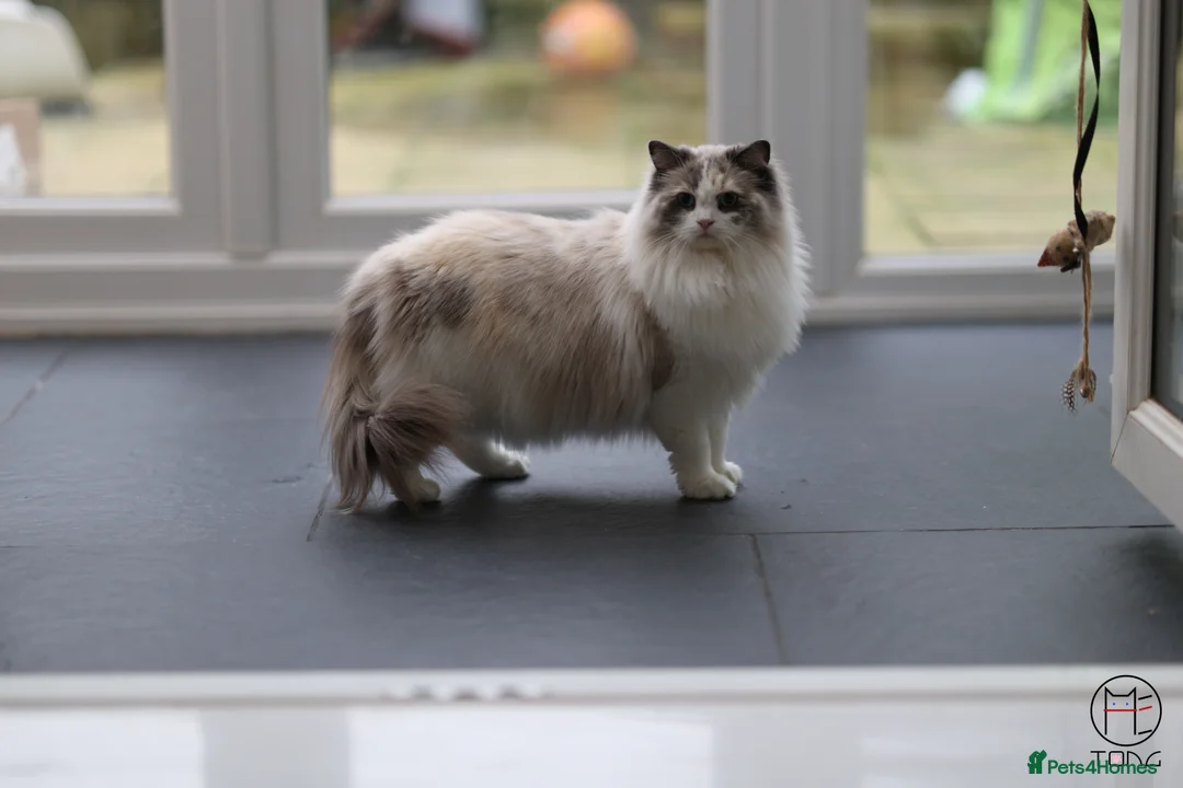 Ragdoll cats for sale: Retired GCCF Ragdoll queen looking for new home - Advert 2