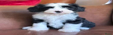 Tibetan Terrier 1 ( Mufasa )