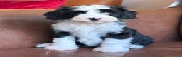 Tibetan Terrier dogs for sale: Beautiful Kc Registered Tibetan Terrier Puppies - Advert 12