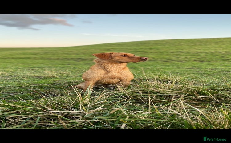 Labrador Retriever dogs - Advert 3