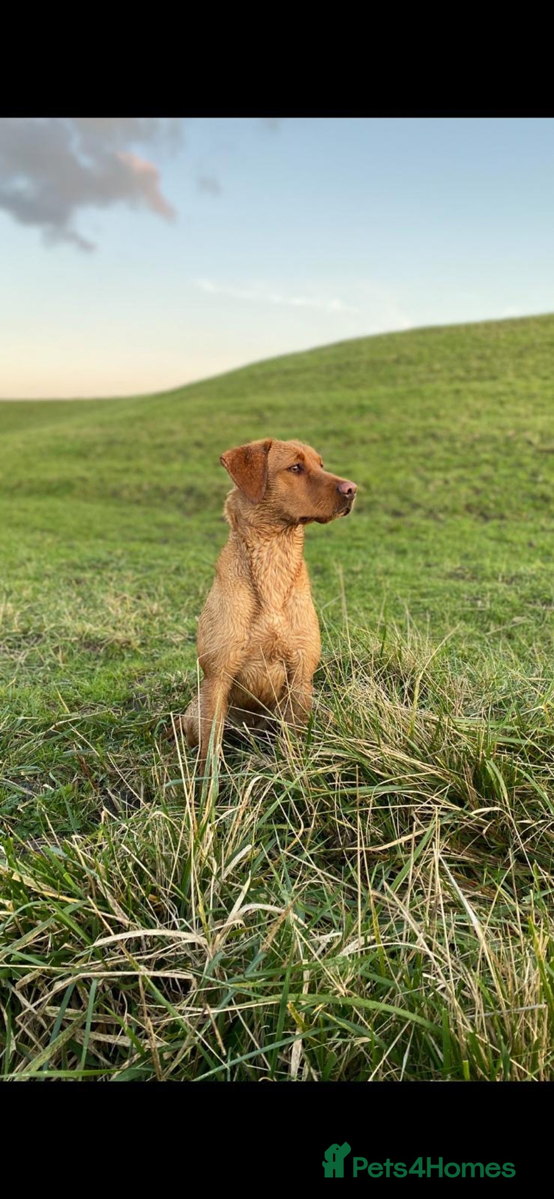 Labrador Retriever dogs for sale: Beautiful fox red puppies  - Advert 1