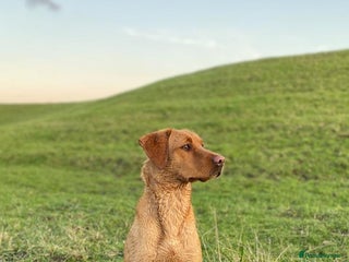 Labrador Retriever dogs for sale - Advert 2