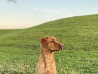Labrador Retriever dogs Beautiful fox red puppies - Advert 19