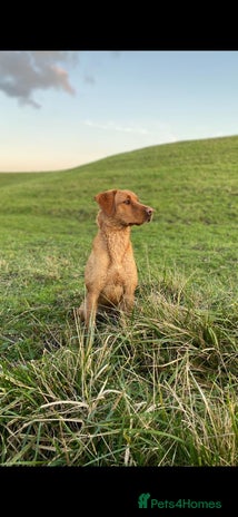 Labrador Retriever dogs - Advert 3