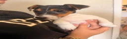 Jack Russell dogs for sale: Jack Russell boy - Advert 5