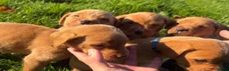Labrador Retriever dogs for sale: Kc fox red Labrador puppy’s  - Advert 12