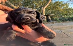 Cocker Spaniel dogs for sale: Fun & affectionate cocker spaniels ready 21st Aug - Image 2